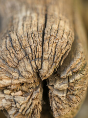 Detail of a decaying wooden log