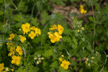  It is an evening primrose blooming in the grass.