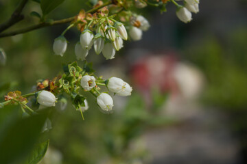White flowers on blueberry stem