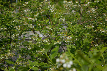 White flowers on blueberry stem
