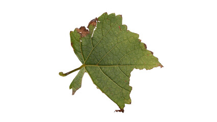 Hollow grape leaves with Isolate Leaves on transparent background. Png file.