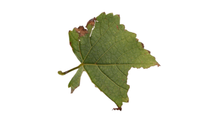 Hollow grape leaves with Isolate Leaves on transparent background. Png file.