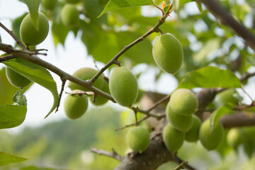 Plums hanging on branches on a farm.