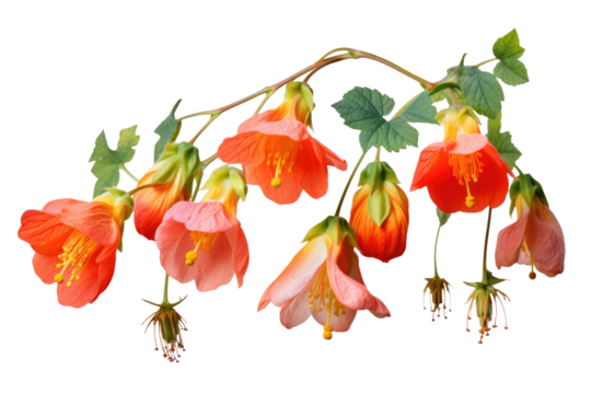 Blossoms Swinging in the Breeze on White or PNG Transparent Background.