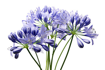 Ethereal Blooms Dancing in a Sapphire Haven on White or PNG Transparent Background.