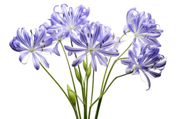 A Symphony of Purple Petals on White or PNG Transparent Background.
