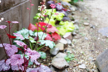 半日陰のカラフルなヒューケラ