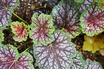 半日陰のヒューケラ チョコミント