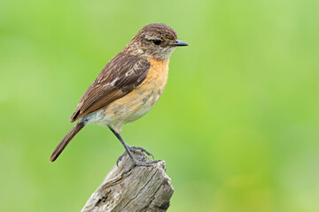 A female African stonechat (Saxicola torquatus) perched on a branch, South Africa.