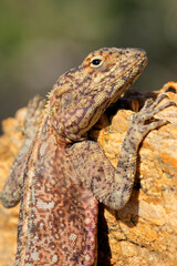Portrait of a female southern rock agama (Agama atra) sitting on a rock, South Africa.