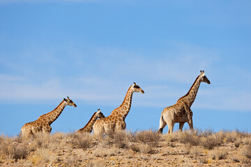Giraffes (Giraffa camelopardalis) walking in arid environment, Kalahari desert, South Africa.