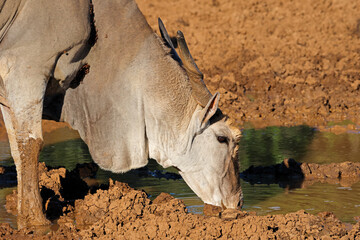 Portrait of a male eland antelope (Tragelaphus oryx) drinking at a muddy waterhole, Mokala National...