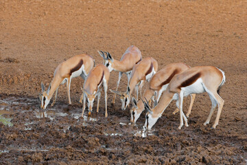 Springbok antelopes (Antidorcas marsupialis) drinking at a waterhole, Mokala National Park, South Africa. - obrazy, fototapety, plakaty