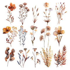 set of dry florals illustrations in watercolor style