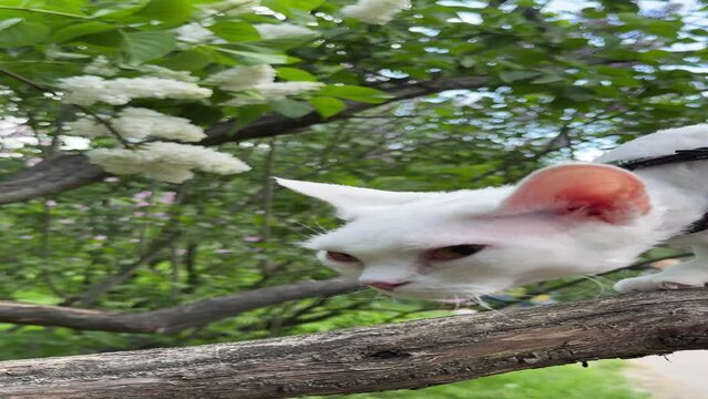 Devon rex cat in the tree, vertical video.