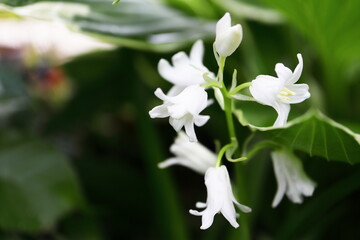 白いシラー・カンパニュラータの花