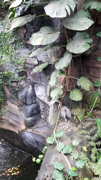 A Goliath Heron on the edge of an artificial pond at the zoo
