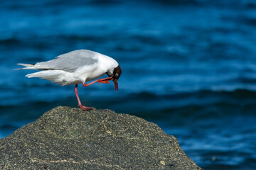 Gaviota Cahuil (Chroicocephalus maculipennis)