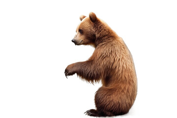 Majestic Brown Bear Standing Tall on White or PNG Transparent Background.