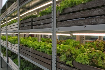 Fototapeta premium Close up of fresh organic hydroponic vegetable plantation produce cultivate farm in greenhouse. Agriculture aquaponic system. Vertical aeroponic garden. Sustainable lifestyle food sourcing concept