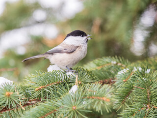 Cute bird the willow tit, song bird sitting on the fir branch