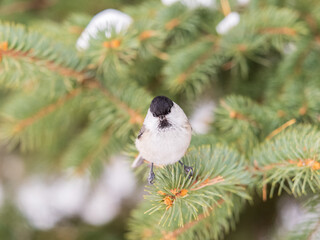 Cute bird the willow tit, song bird sitting on the fir branch