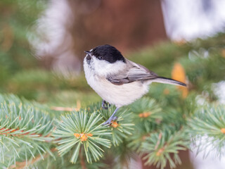 Cute bird the willow tit, song bird sitting on the fir branch