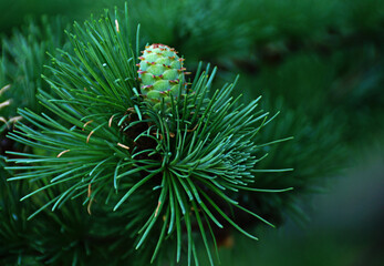 Green branch with larch cone