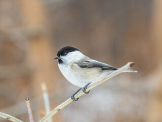 Cute bird the willow tit, song bird sitting on a branch without leaves in the winter.