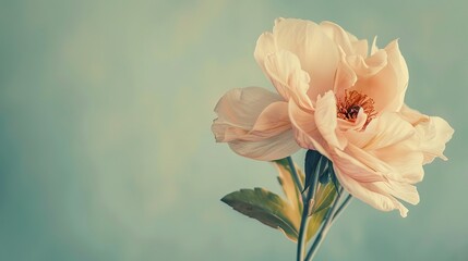 Fototapeta premium Close-up photograph of a vintage aesthetic flower background, exuding femininity and minimalism.
