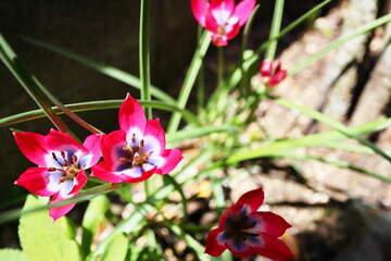 Fototapete bei efototapeten.de bestellen   