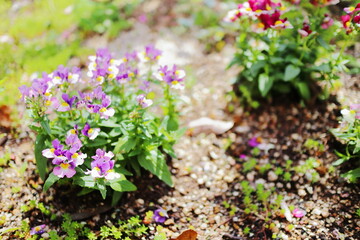 紫と赤のネメシアの花

