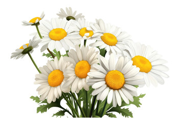 Blooms of Sunshine: A Chrysanthemum Symphony on White or PNG Transparent Background.