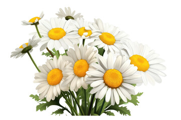 Obraz premium Realistic white daisy bouquet illustration, chamomile flower cluster with green leaves, botanical spring floral design PNG isolated on Transparent Background