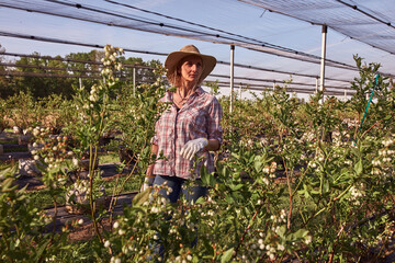 A woman gardener with hat carefully examines the budding branches of a plant, indicating the start of the spring season in an blueberries organic farm.