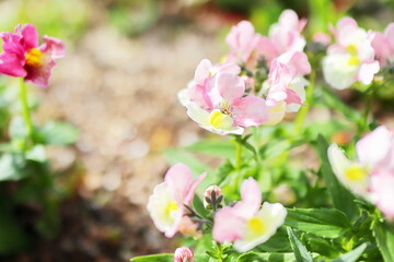 ピンクのネメシア