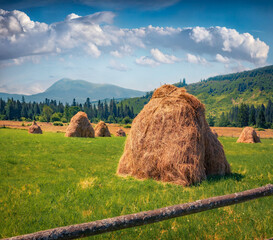 Haymaking on a green meadow. Picturesque morning view of Stebny village with Petros peak on...