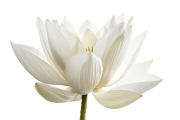 A blooming lotus flower with delicate petals unfolding