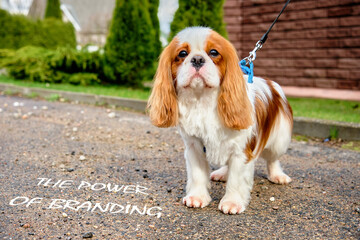 The Power of Branding inscription on the road there is a cavalier Charles spaniel dog next to it
