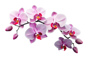Blossoming Beauty on White or PNG Transparent Background.