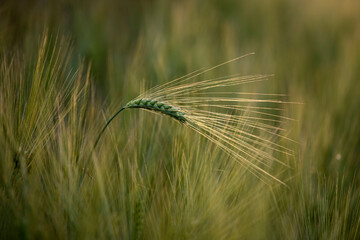 Naklejka premium Wheat field in golden sunlight