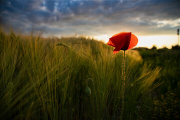 Beautiful field of red poppies in the sunset light.