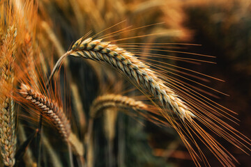Naklejka premium Ripening ear of common wheat in field