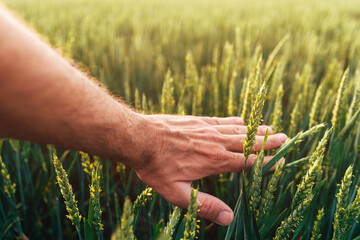 Closeup of farmer's hand gently touching green ripening wheat ears in cultivated field, concept of...
