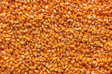 Corn kernels heap, harvested cereal crop as background