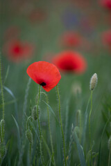 Obraz premium Poppy field, Remembrance day, Memorial Anzac day banner.
