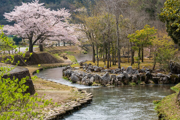 Cherry blossoms along the river with rocks and trees. Inagawa River from Akiyoshido cave, Mine, Yamaguchi, Japan.