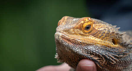 Portrait of a Bearded Dragon
