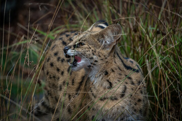 Portrait of an African Serval