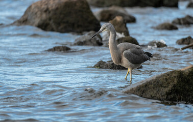 Blue Heron in a Lake